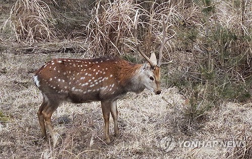 야생동물 수입 원칙적 금지 '백색목록' 12월 시행…900종 허용(종합)