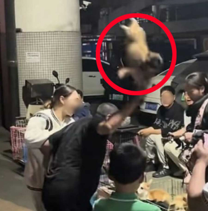 구입한 강아지 환불 거부 당하자 땅바닥에 내리꽂아, 결국…