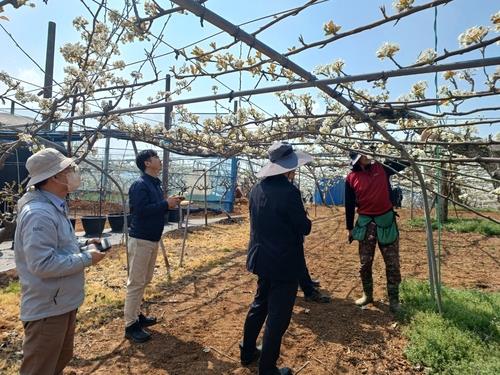 이상저온에 포항 사과, 경주 배 농가 피해…약제·영양제 공급