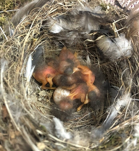 "어미 잃은 야생동물 새끼 발견시 구조센터로 신고해주세요"