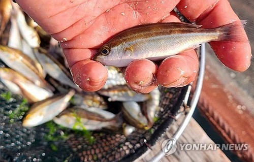 경남도, 아열대 어류 보급·외해 가두리 시범추진…고수온 대응