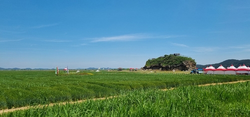 "김제 새만금의 광활한 청보리밭 걸어보세요" 3일부터 축제