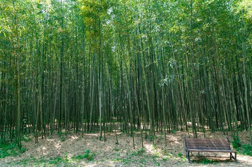'친환경 도시로 도약' 익산시, 반딧불이 복원 나선다