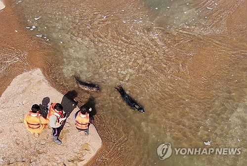 동해서 구조해 가로림만 방류한 점박이물범 한쌍 '제 갈 길'