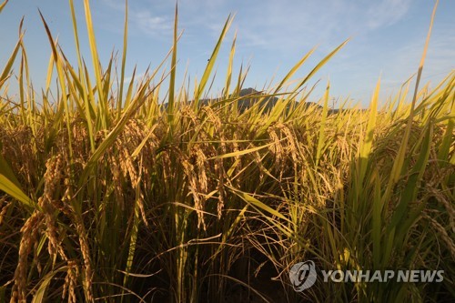 농진청, 벼 흰잎마름병·키다리병 저항 유전자 발견