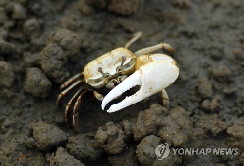 환경단체 "인천시 도로공사로 멸종위기 흰발농게 서식지 훼손"