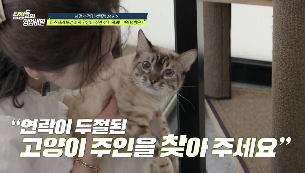 600만원 호텔비 밀린후 사라진 고양이 주인.."위탁 계약서 보고 화 많…