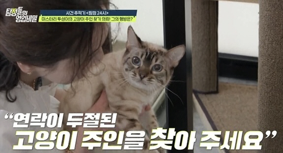 고양이 방치에 분노 폭발…주인은 잠수, 호텔비는 천만원(영업비밀)