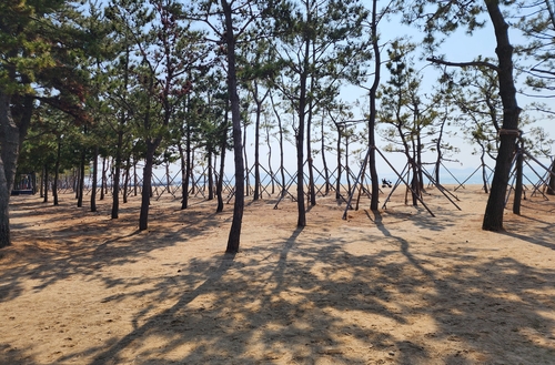 [보성소식] 율포솔밭해수욕장 불법 텐트 철거