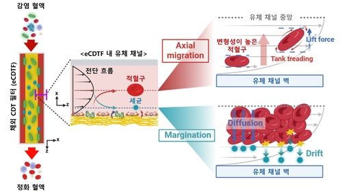 "끈적한 인공 혈전으로 혈액 속 세균 흡착해 감염 치료"