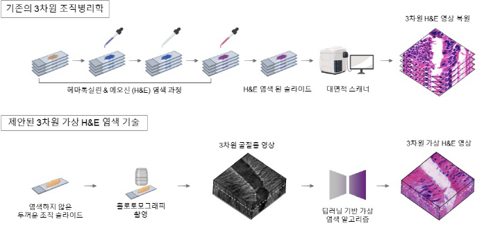 '3D·가상 염색' 기술로 절개 안하고 암 조직 관찰 가능해져