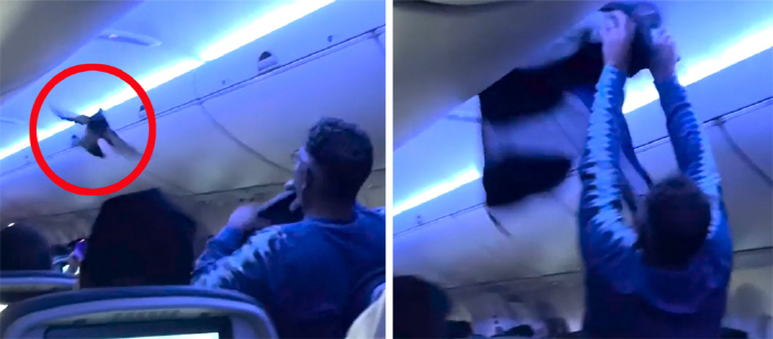 이륙 앞둔 비행기에 탑승한 비둘기 2마리…"밀항 실패"