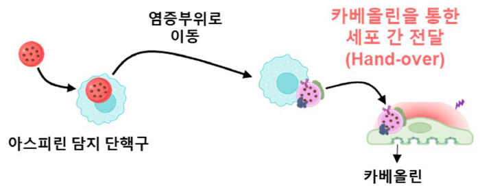 면역세포가 약물을 표적 세포로 전달 새 플랫폼 개발…암·심혈관질환 정밀 …