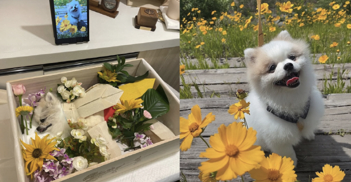 신수지, 막둥이 떠나 보냈다 '슬픔 가득'..."새벽 무지개 다리 건넜어…