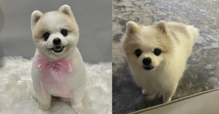 신수지, 막둥이 떠나 보냈다 '슬픔 가득'..."새벽 무지개 다리 건넜어…