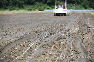 칠곡군, 볍씨 직접파종 '벼 직파농법' 선보여…