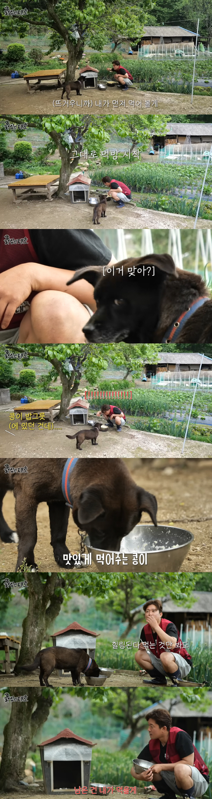 김대호, 실제로 개밥 먹방까지 '충격'..강아지도 어리둥절 돌발 행동