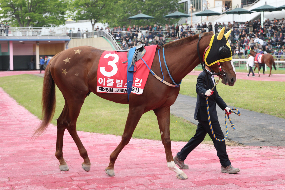 [경마]'오아시스블루' 농림축산식품부장관배 출격! 9년 만에 삼관마 탄생…