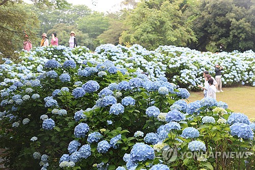 "비 와도 좋아요" 초여름 제주는 발길 닿는 곳마다 `수국`