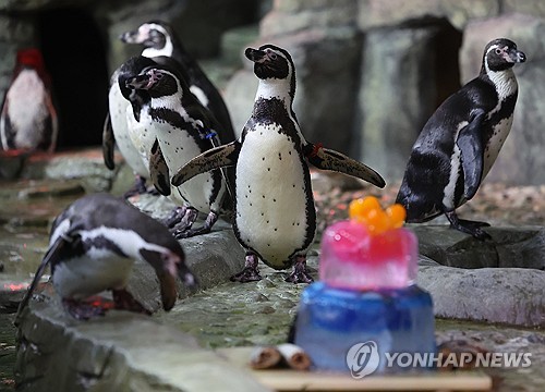 [샷!] 고등어 대가리·소고기 케이크 '생파'