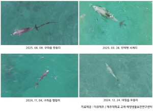 제주도, 폐어구 감긴 남방큰돌고래 구조 전담팀 추진