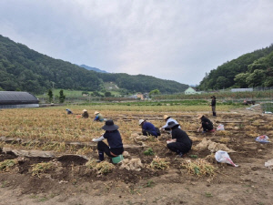 [픽! 단양] 황토마늘 수확 한창…일손 돕기도 이어져