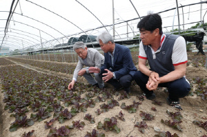[동정] 강호동 농협중앙회장, 부산서 상추 생육 점검