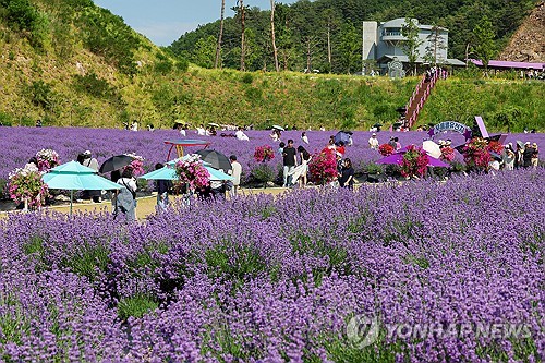"지금 라벤더 활짝"…동해 무릉별유천지 라벤더 축제 '성황'