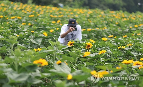 [픽! 함안] 태양을 닮은 노란색 유혹…강주해바라기축제 D-1