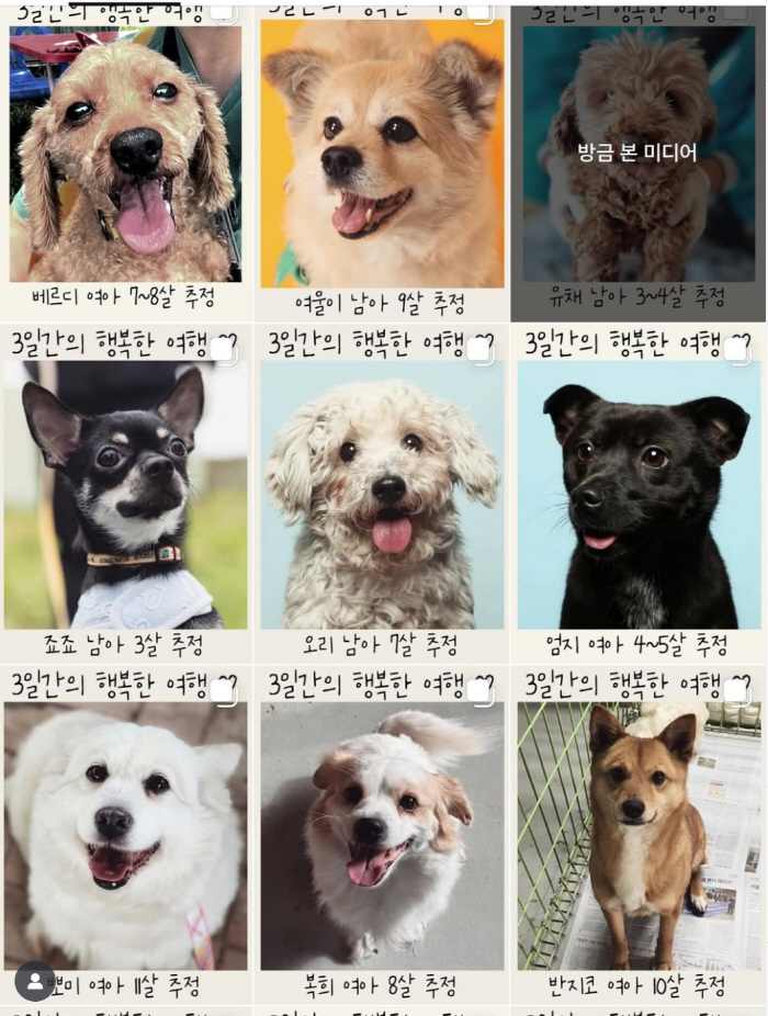 이효리, 유기견 임보 SOS “순심이 있던 보호소, 저도 한 마리 맡겠다…