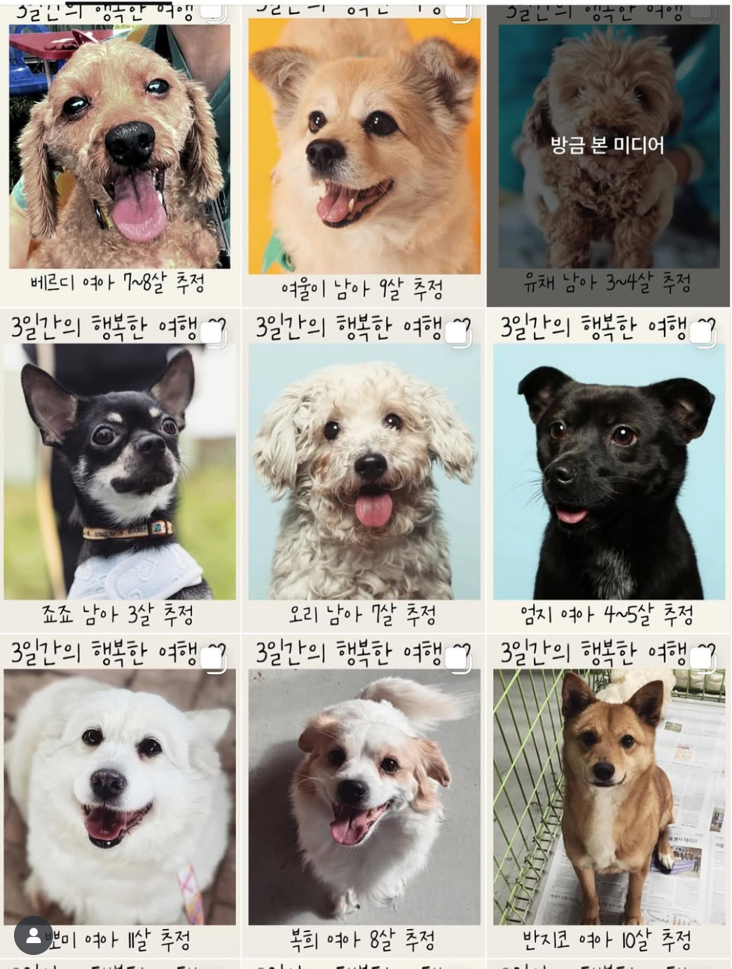 이효리, 유기견 임보 SOS “순심이 있던 보호소, 저도 한 마리 맡겠다…