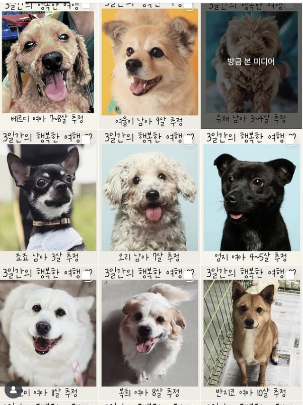 이효리, 순심이 떠난 뒤 첫 임보…유기견 위한 긴급 SOS[SCin스타]