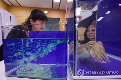 군산시, 연안에 어린 갑오징어 17만 마리 방류
