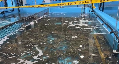 냉동차에 밀실 꾸려 32억원어치 대게·킹크랩 빼돌린 일당 기소
