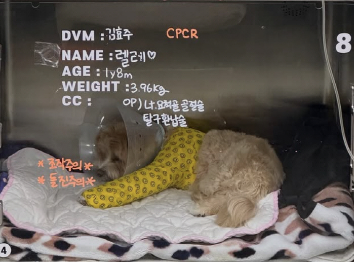 '10살 연하♥' 한예슬, 낙상사고 CCTV 확인 "수술 입원중"