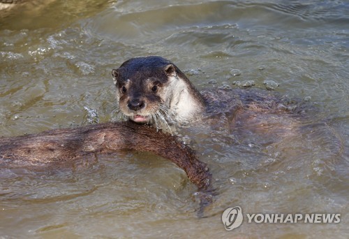 성남시, 탄천서 수달 흔적 발견…이동통로·서식처 조성