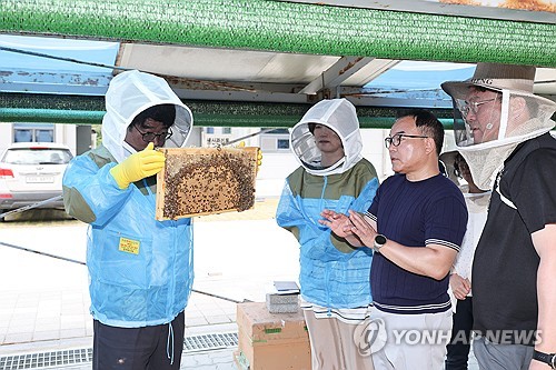 농진청, 꿀벌 우수 품종 보급한다…양봉산업 지원