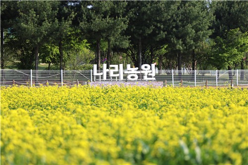 양주시, 천일홍 명소 나리농원과 연계 '나리쿠폰' 지급