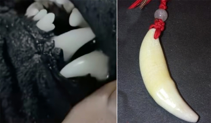 "악귀 퇴치용"…검은 개 이빨 뽑는 장면 방송 '공분'