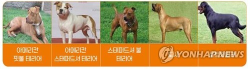 부산시, 맹견 중성화 수술비 최대 45만원 지원