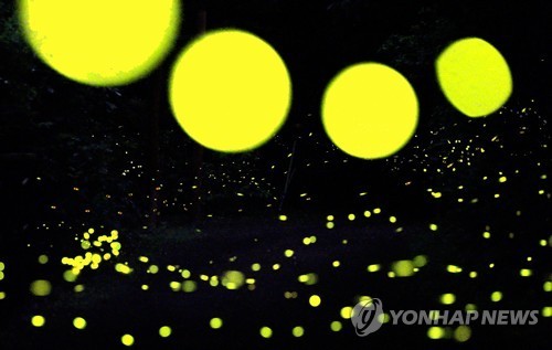 '반딧불이 종 보전 위해'…대전시·에버랜드 협약
