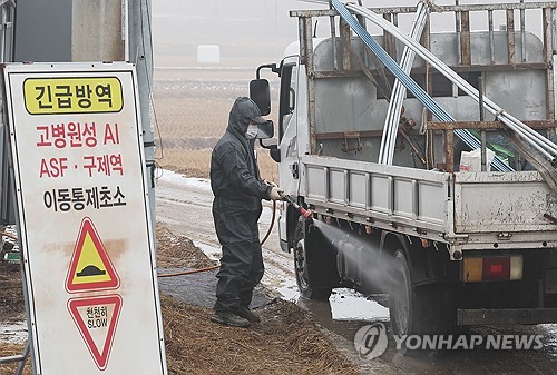 전남 강진 토종닭 계류장서 고병원성 AI