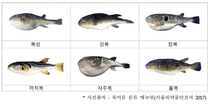 또다시 중독 사고…복어 독 '테트로도톡신' 독성 얼마나 강하길래