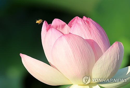 강원 내륙·산지 5∼40㎜ 소나기…동해안 낮 최고 35도