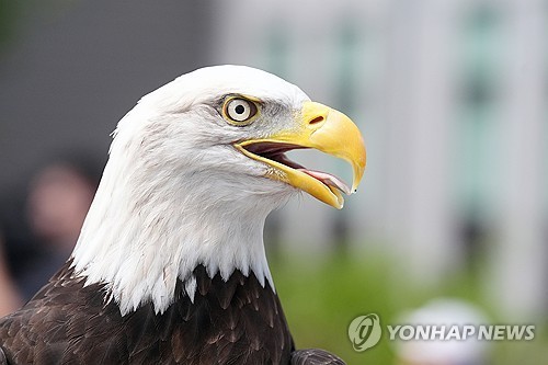 [율곡로] '독수리 워너비' 원정 출산
