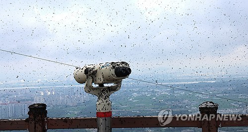 [팩트체크] 여름철 불청객 '러브버그' 익충일까 해충일까