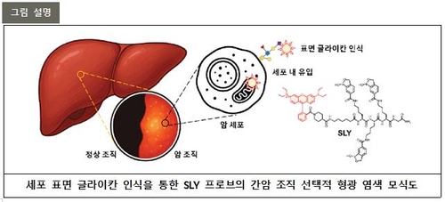 구분 어려운 암세포도 선명하게…한중 연구팀, 공동 기술개발