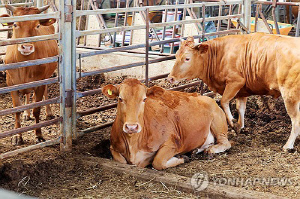 [르포] 때이른 무더위에 소들도 '기진맥진'…