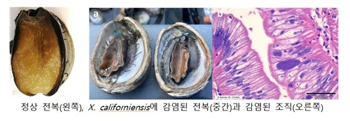 한국, 세계보건기구서 '전복류 전염병 청정국' 지위 얻어