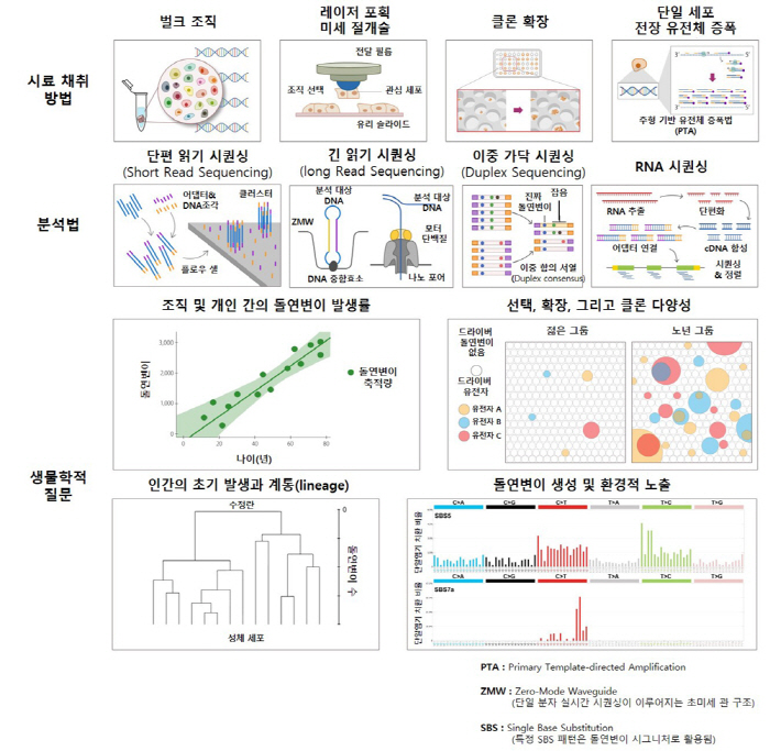 정상 인체 세포 돌연변이 발생 지도 완성…질환 예측·조기 진단·맞춤형 치…